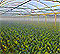 greenhouse film